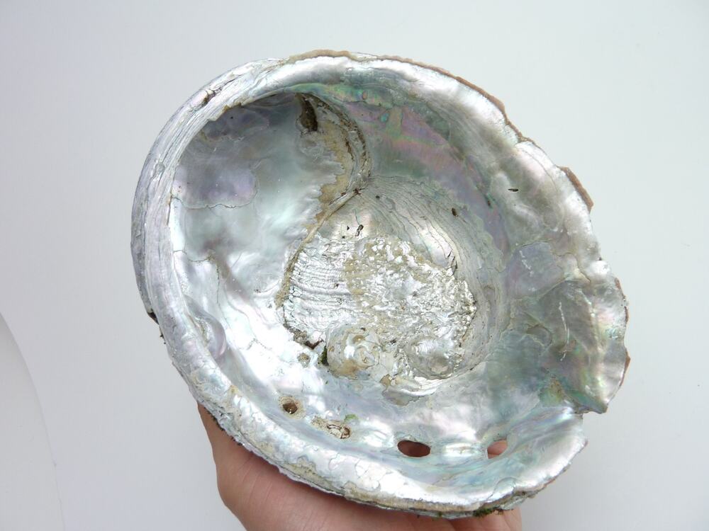 Natural Vintage Large Abalone Shell Barnacle Cluster Coastal Specimen 7.5x6